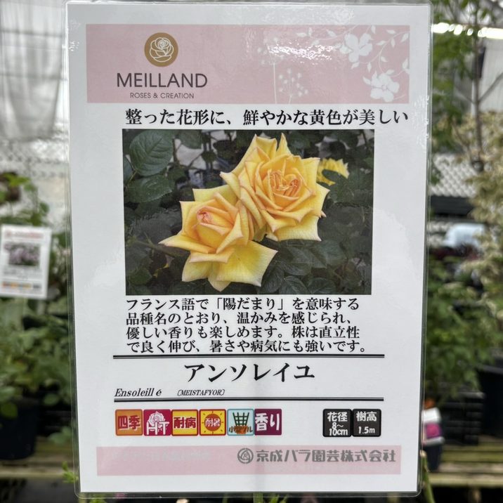 バラ大苗 アンソレイユ 4.5号ロングポット 京成バラ園芸｜花木04-PA