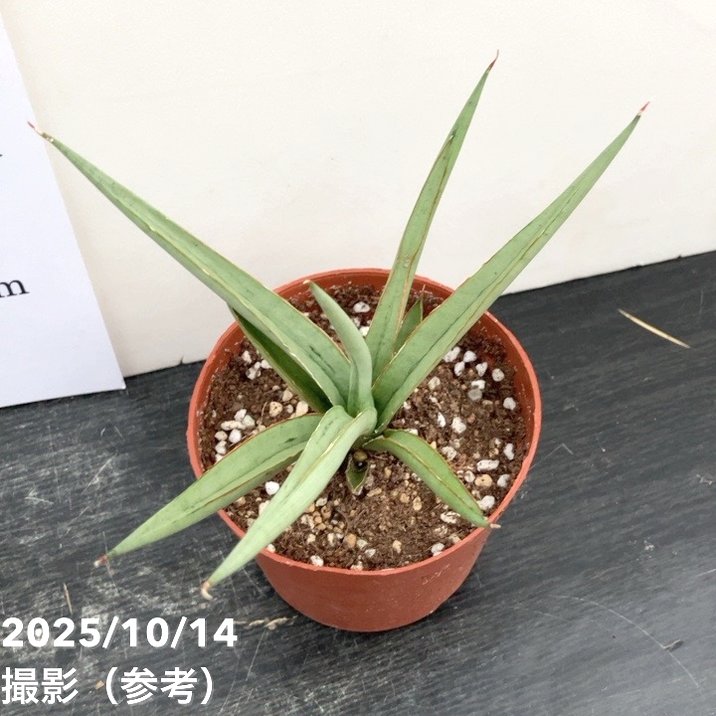 期間限定10％OFF！】サンスベリア 3号 ダンシングドラゴン｜観葉02-D2