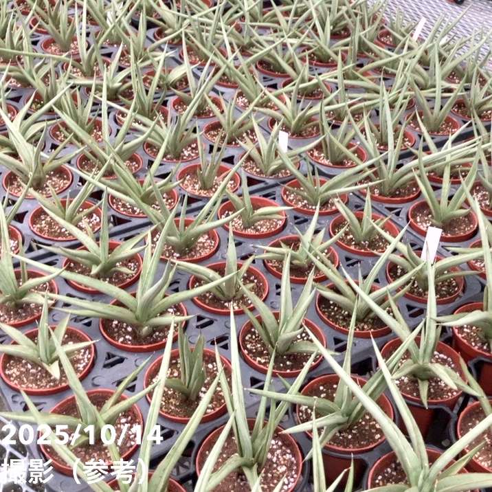 期間限定10％OFF！】サンスベリア 3号 ダンシングドラゴン｜観葉02-D2