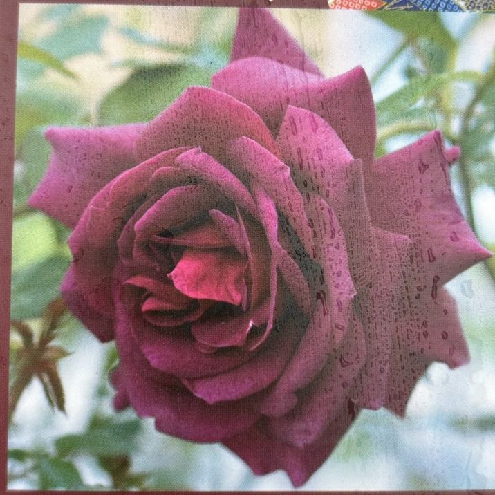 ボレロ 大苗 8号鉢 バラ ボレロ 大苗(4.5号角鉢)｜【京成バラ園】バラ