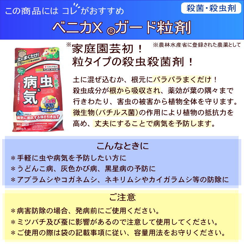 バラ大苗 真夜（まよ） 7号ロングスリット鉢 禅ローズ｜花木04-PA