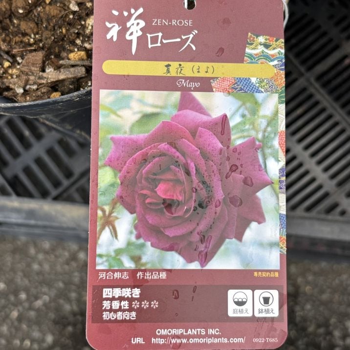 バラ大苗 真夜（まよ） 7号ロングスリット鉢 禅ローズ｜花木04-PA