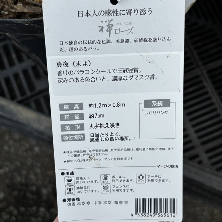 バラ大苗 真夜（まよ） 7号ロングスリット鉢 禅ローズ｜花木04-PA