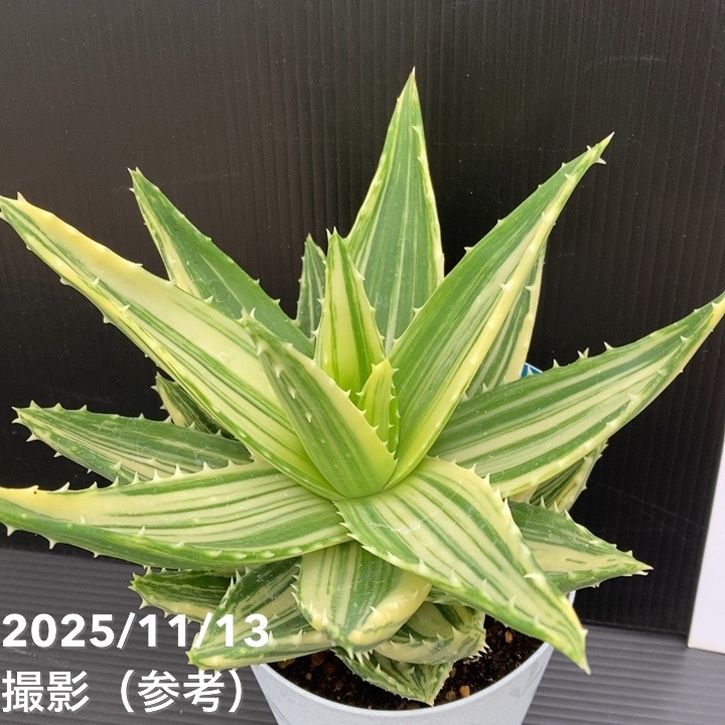 アロエ 不夜城錦 Aloe nobilis variegata 4号｜観葉10-TU