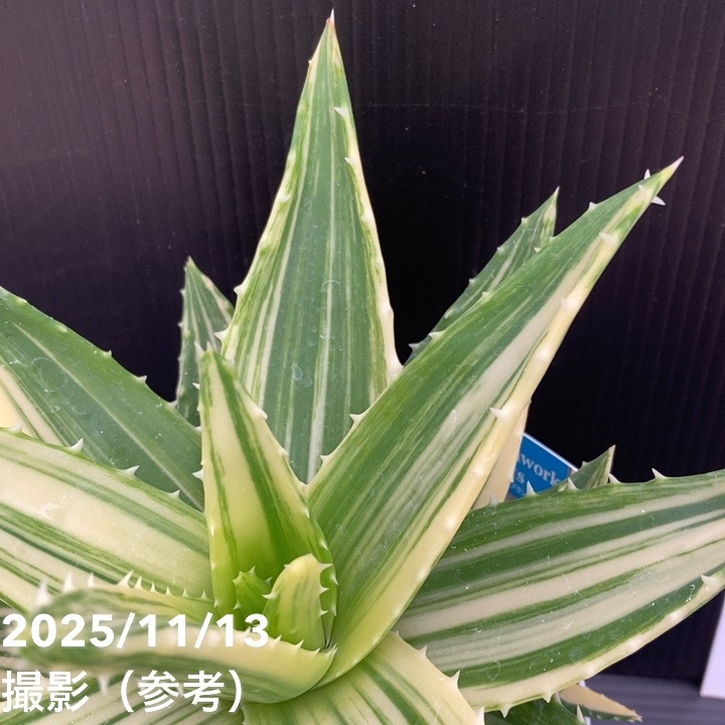 オラソワ アクブロ 白夜 画像ギャラリー No.021 | 「白夜極光」1.5周年放送を総まとめ