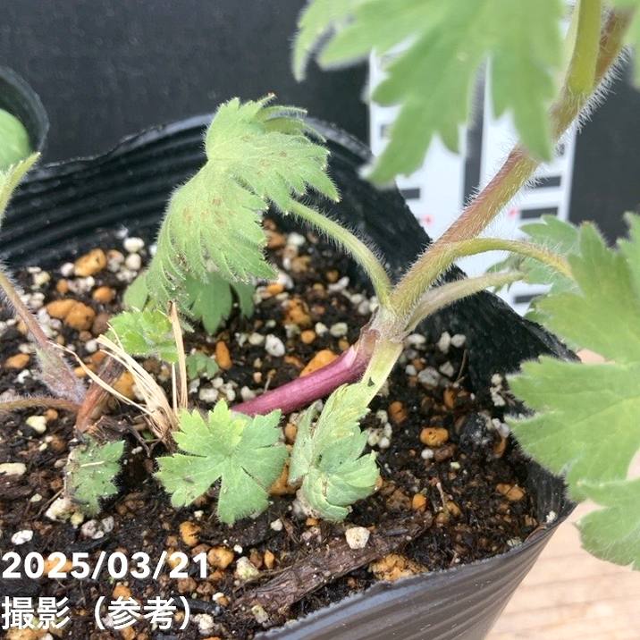 デルフィニウム サンバ 4号×2株セット｜草花04-PA | 草花,[珍しい草花