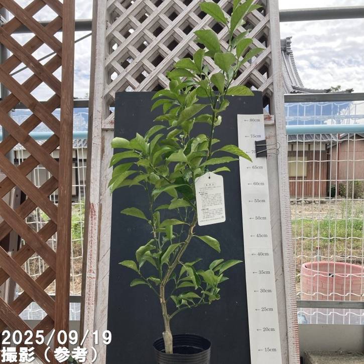 みかん はるか 4号ロングポット 1年生苗｜柑橘｜果樹04-PA | 果樹,柑橘