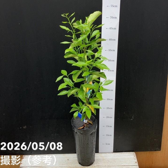 みかん はるか 4号ロングポット 1年生苗｜柑橘｜果樹04-PA | 果樹,柑橘