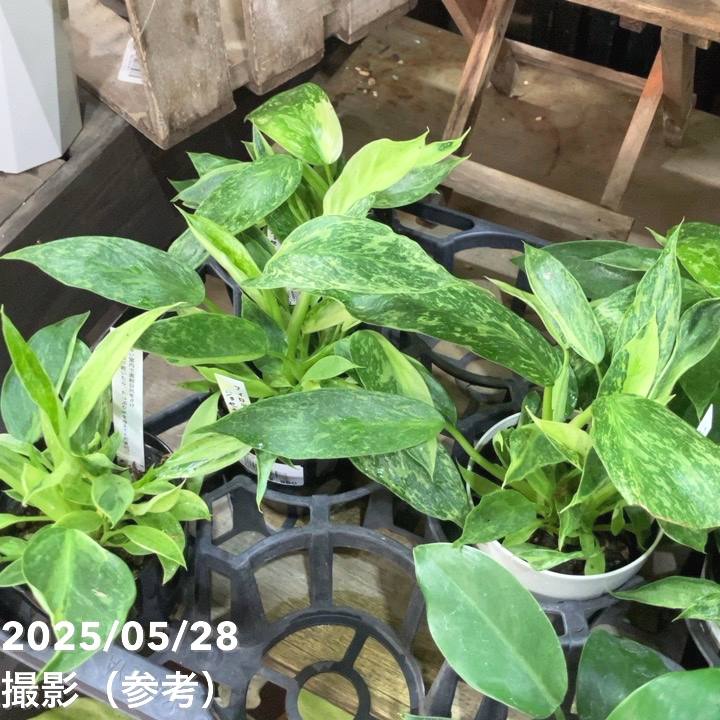 フィロデンドロン ホセボーノ（ジョセボーノ） Philodendron Jose