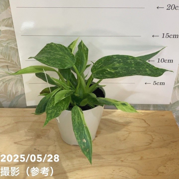 フィロデンドロン ホセボーノ（ジョセボーノ） Philodendron Jose