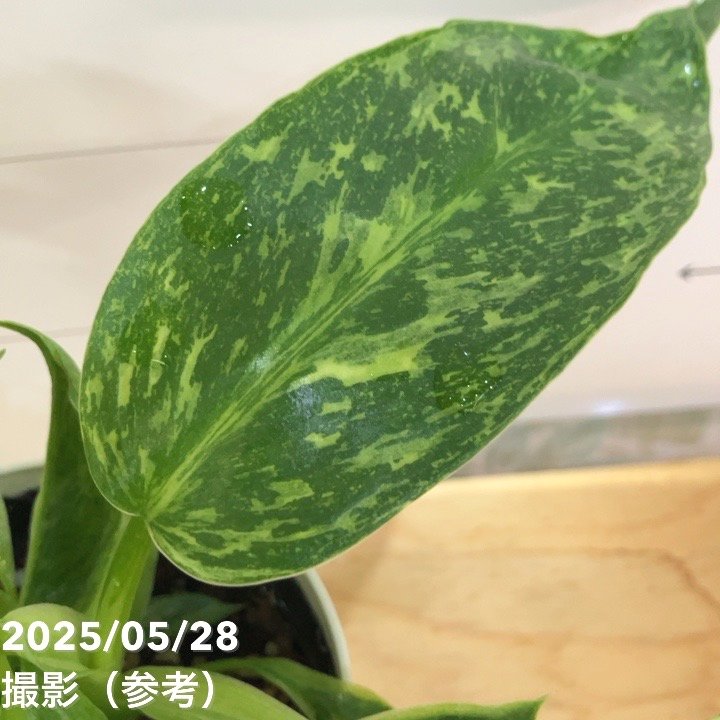 Joseph Bofill ジョセフ・ボフィル ブロンズ風 樹脂高さ約62cm Joseph Bofill ジョセフ・ボフィル ブロンズ風 樹脂高さ約62cm Joseph