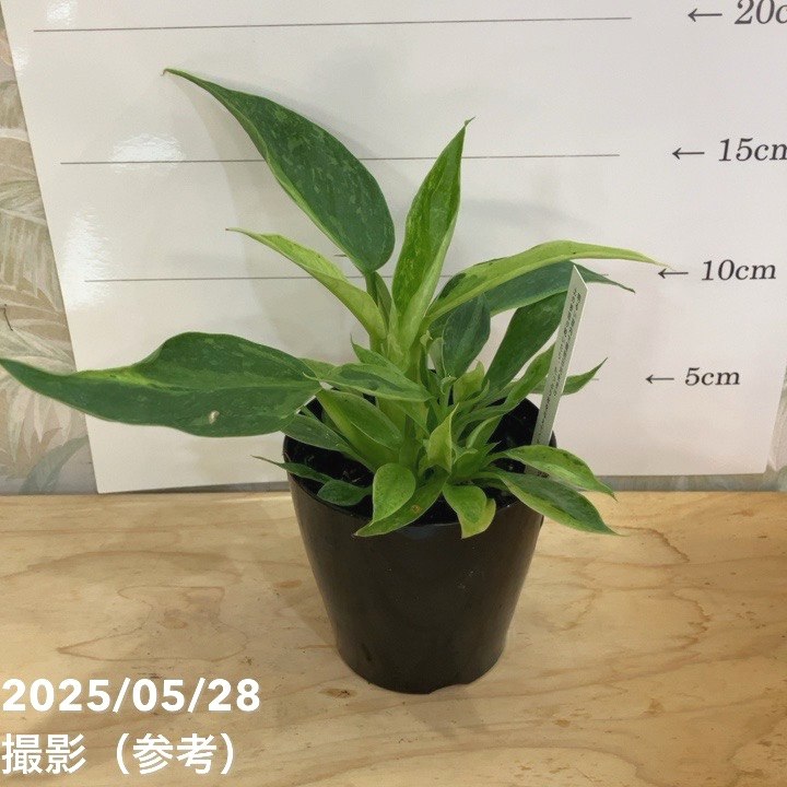 フィロデンドロン ホセボーノ（ジョセボーノ） Philodendron Jose
