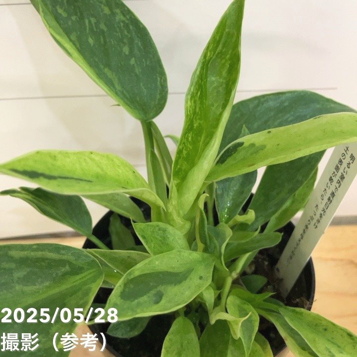 フィロデンドロン ホセボーノ（ジョセボーノ） Philodendron Jose