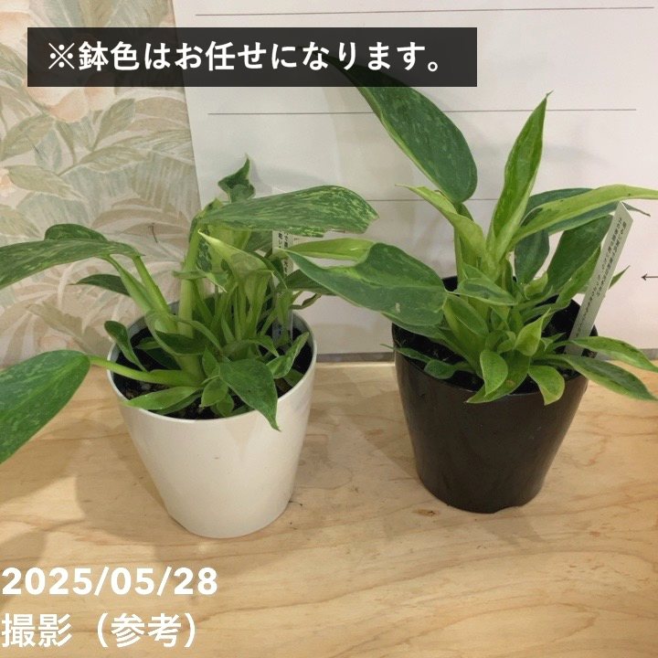 フィロデンドロン ホセボーノ（ジョセボーノ） Philodendron Jose