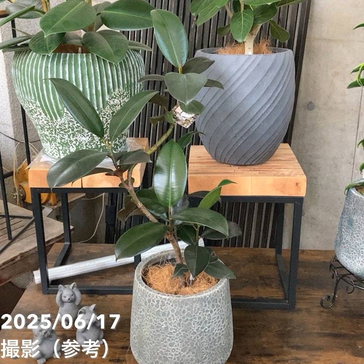 現品お届け】赤塚オリジナルインテリアグリーン フィカス ゴムの木