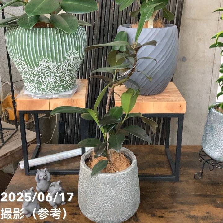 【引き取り限定・要事前確認】 ゴムの木・フィカス 引き取り限定・要事前確認】 ゴムの木・フィカス