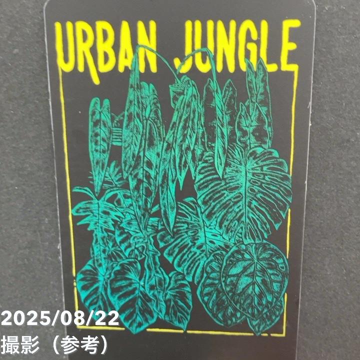 現品お届け】アロカシア ポリー スノーフレーク ブロケード Alocasia