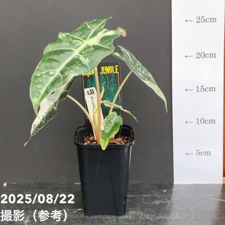 現品お届け】アロカシア ポリー スノーフレーク ブロケード Alocasia