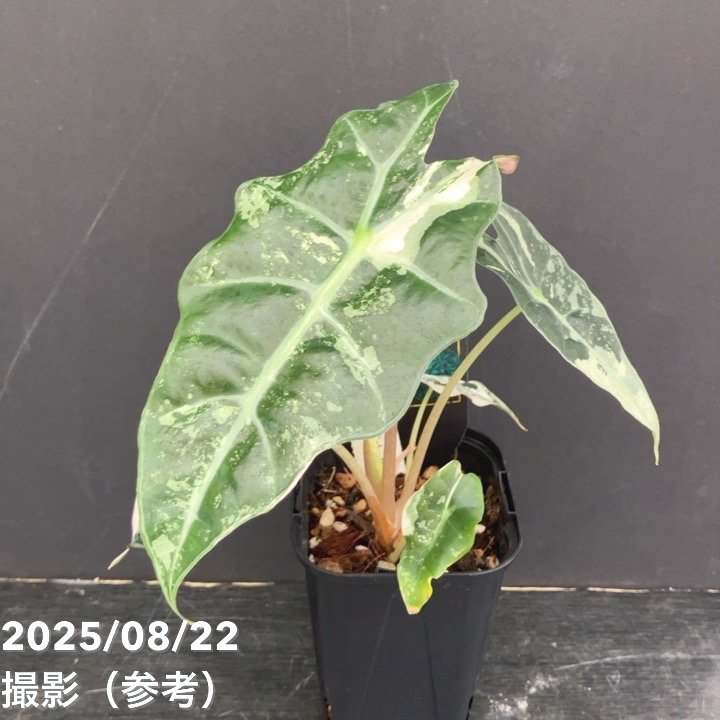 現品お届け】アロカシア ポリー スノーフレーク ブロケード Alocasia