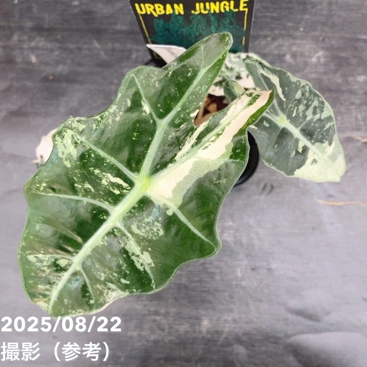 現品お届け】アロカシア ポリー スノーフレーク ブロケード Alocasia