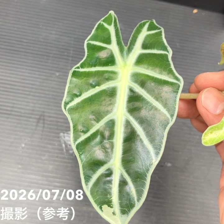 決算P5倍！8/2まで】【お買い得！】【現品お届け】アロカシア ポリー