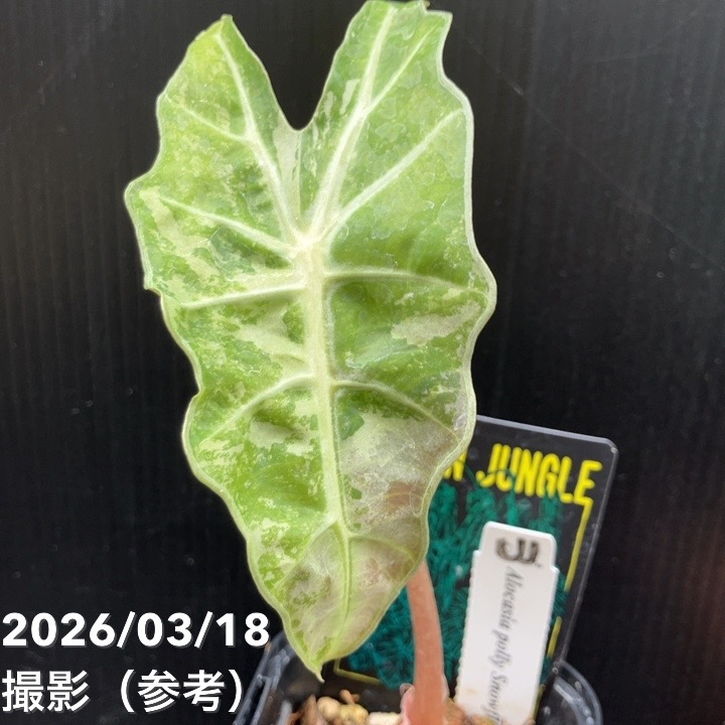 お買い得 現品お届け】アロカシア ポリー スノーフレーク ブロケード