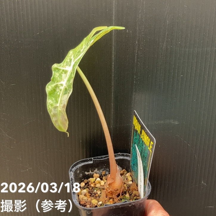 お買い得 現品お届け】アロカシア ポリー スノーフレーク ブロケード