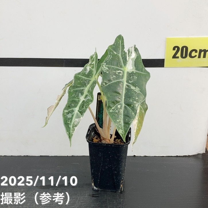 期間限定10％OFF！】【現品お届け】アロカシア ポリー スノーフレーク