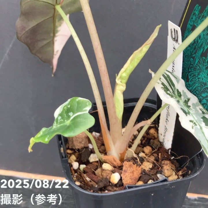 期間限定10％OFF！】【現品お届け】アロカシア ポリー スノーフレーク