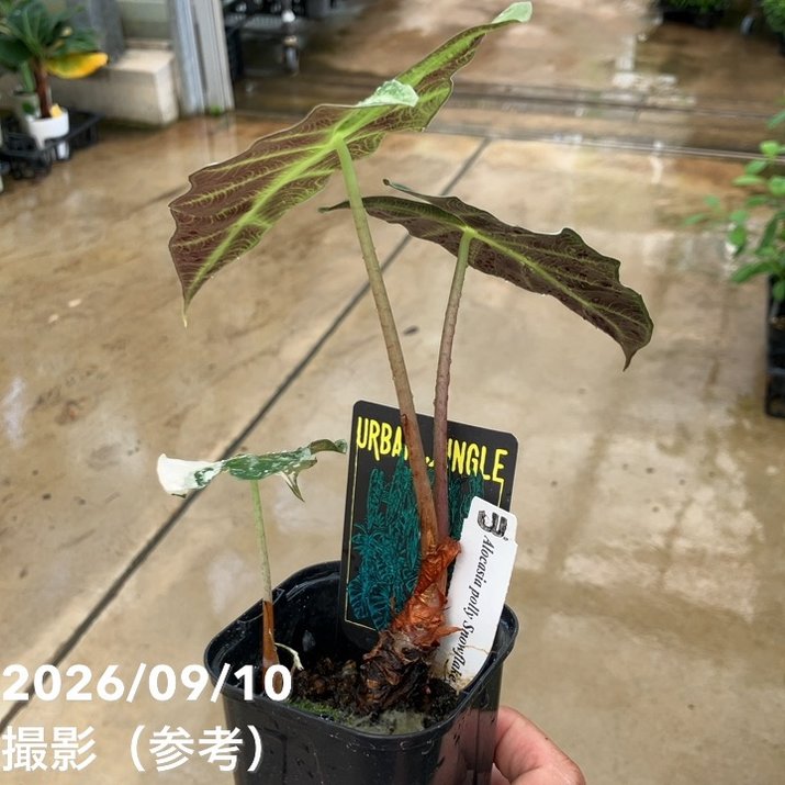 お買い得！】【現品お届け】アロカシア ポリー スノーフレーク