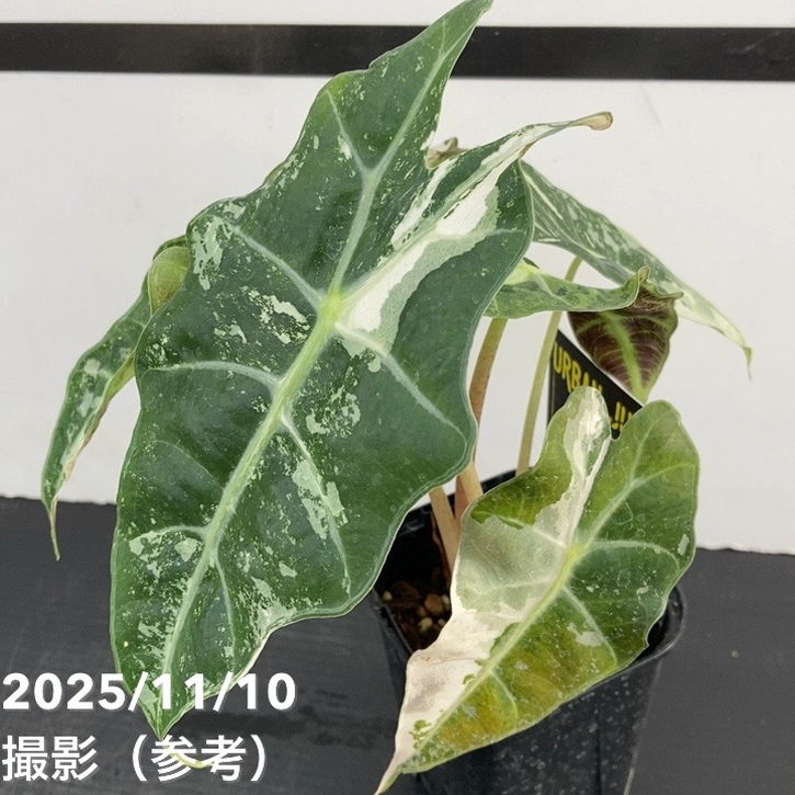 現品お届け】アロカシア ポリー スノーフレーク ブロケード Alocasia