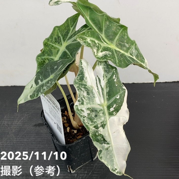 現品お届け】アロカシア ポリー スノーフレーク ブロケード Alocasia