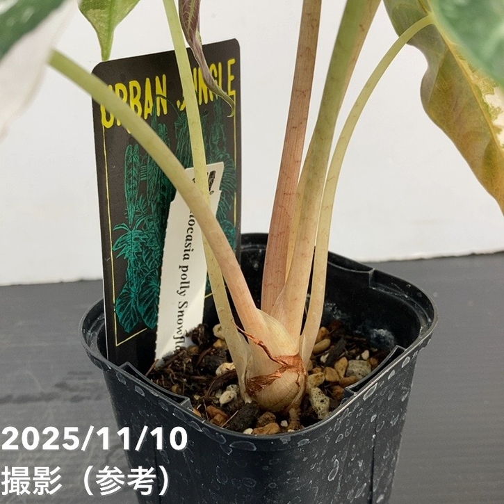 シャラポア210 スリム 20th アニバーサリー ステッカー付き H300 シャラポア210 スリム 20th アニバーサリー ステッカー付き H300