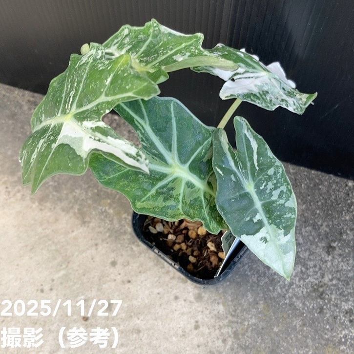 現品お届け】アロカシア ポリー スノーフレーク ブロケード Alocasia