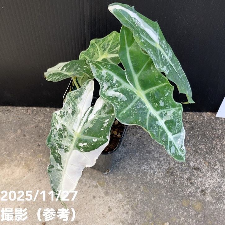 期間限定10％OFF！】【現品お届け】アロカシア ポリー スノーフレーク