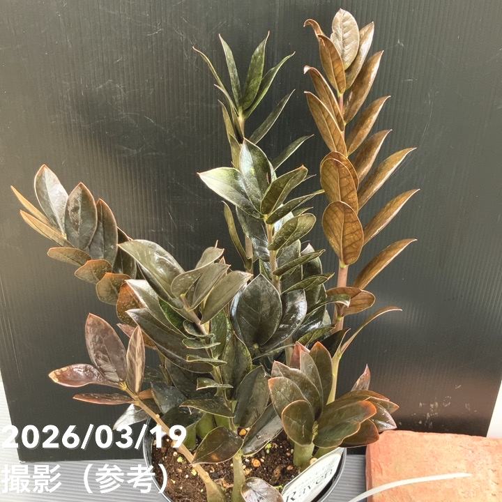 現品お届け】ザミオクルカス レイヴン 7号（1）｜観葉10-TU