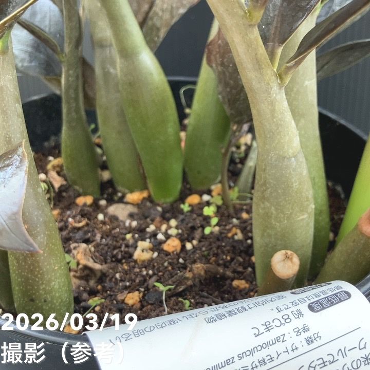 現品お届け】ザミオクルカス レイヴン 7号（1）PVP｜観葉10-TU