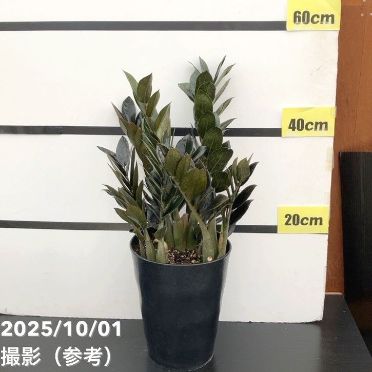 在庫なし。黒いザミオクルカス　斑入り 園芸ネット本店｜ザミオクルカス：ザミーフォリア（斑入り） 4号24-01