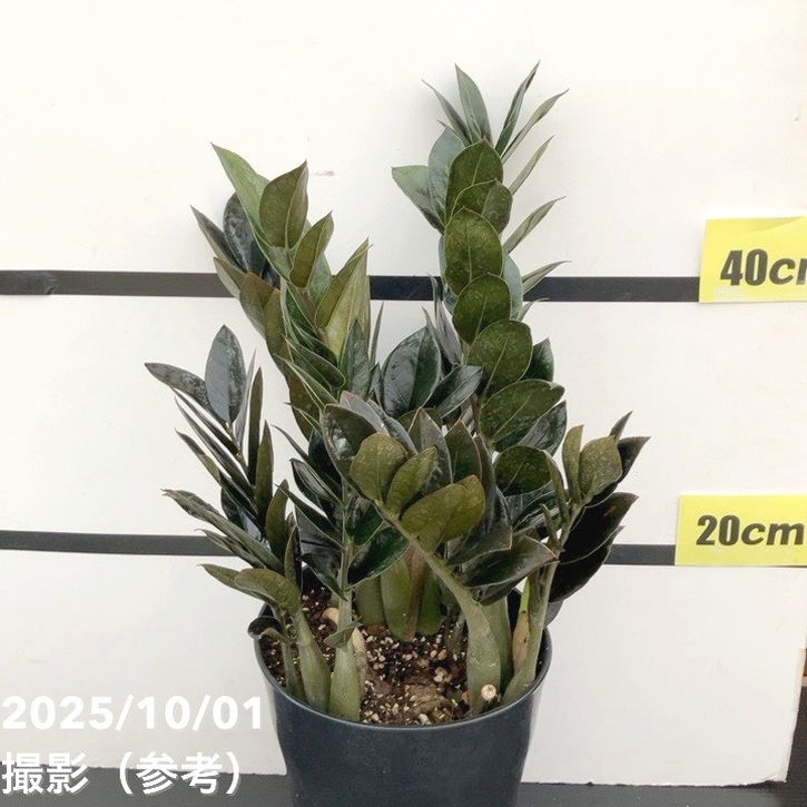 期間限定10％OFF！】【現品お届け】ザミオクルカス レイヴン 7号（1