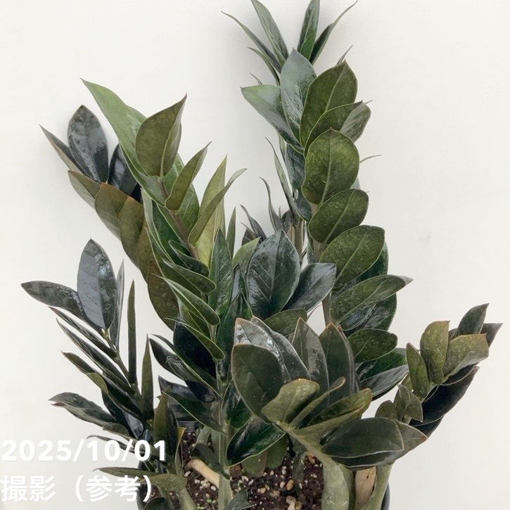 在庫なし。黒いザミオクルカス　斑入り 園芸ネット本店｜ザミオクルカス：ザミーフォリア（斑入り） 4号25-01