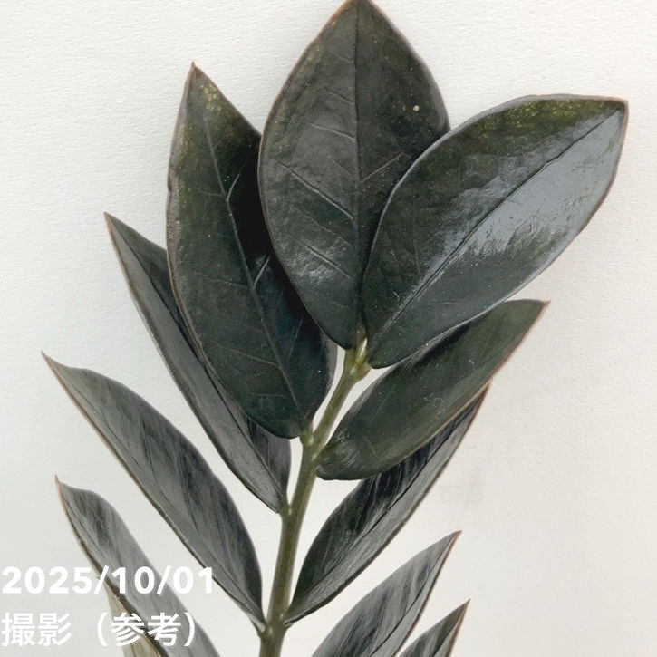 ザミオクルカス7号　250923 ザミオクルカス7号 250923 ザミオクルカス7号 250923 Amazon