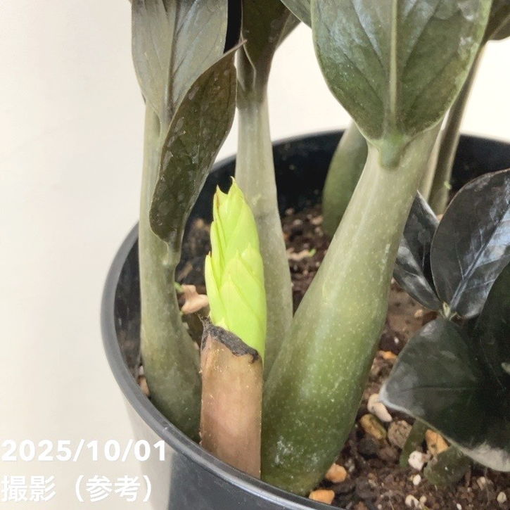 期間限定10％OFF！】【現品お届け】ザミオクルカス レイヴン 7号（1