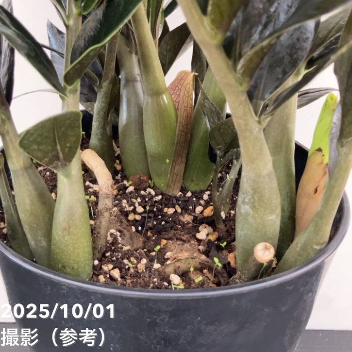 現品お届け】ザミオクルカス レイヴン 7号（1）｜観葉10-TU