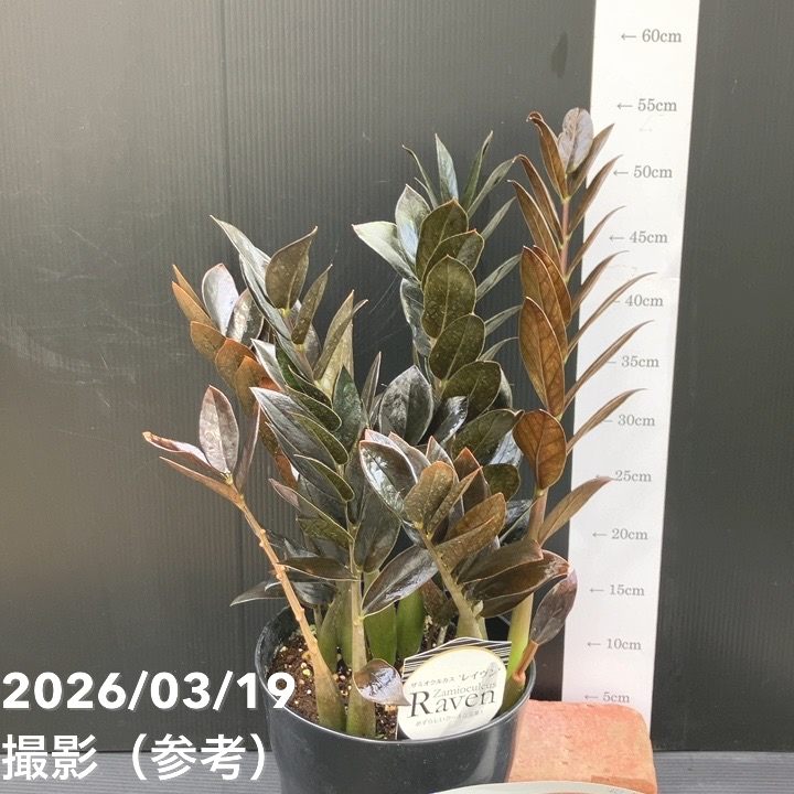 現品お届け】ザミオクルカス レイヴン 7号（1）｜観葉10-TU