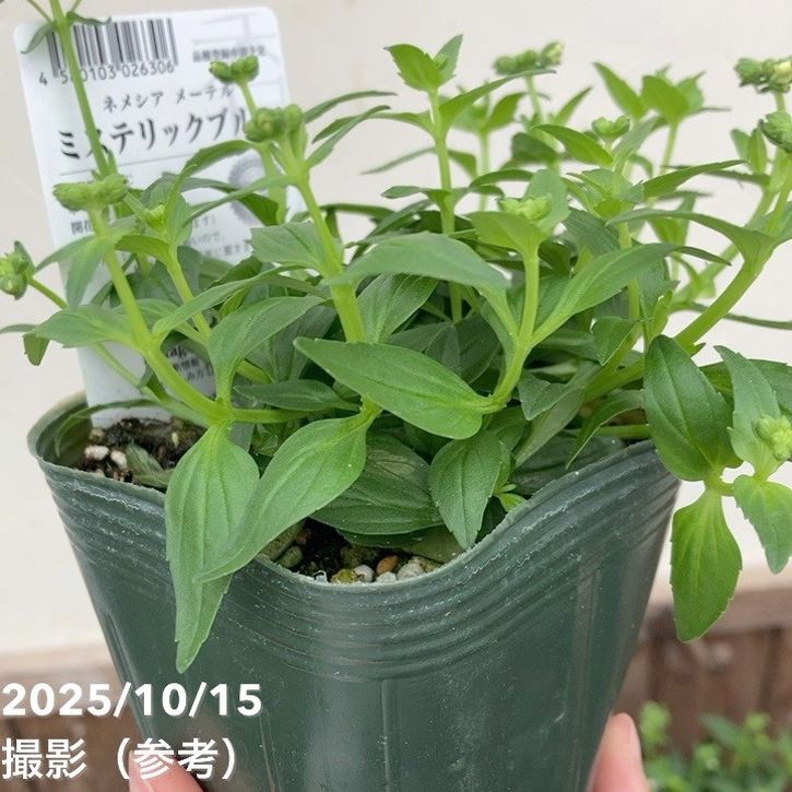 ネメシア メーテル ミステリックブルー 3.5号×3株セット｜草花04-PA