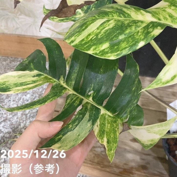 現品お届け】エピプレムナム アマゾンゴールド Epipremnum 'Amazon