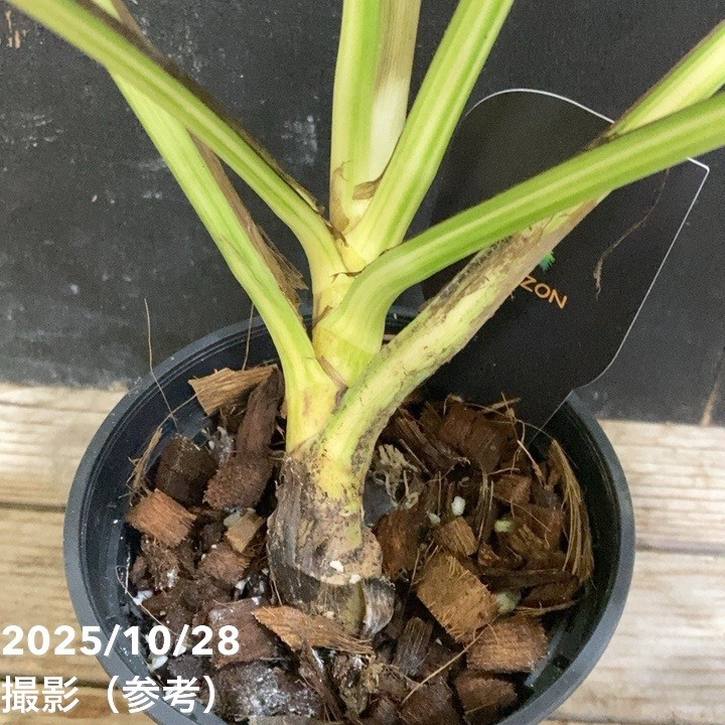 現品お届け】エピプレムナム アマゾンゴールド Epipremnum 'Amazon