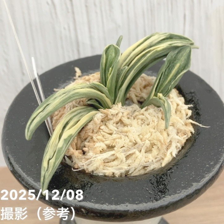 現品お届け】豊明園 万年青 オモト 瑞泉 陶器鉢（O17）｜観葉10-TU