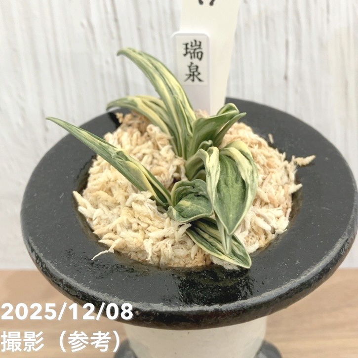 現品お届け】豊明園 万年青 オモト 瑞泉 陶器鉢（O17）｜観葉10-TU