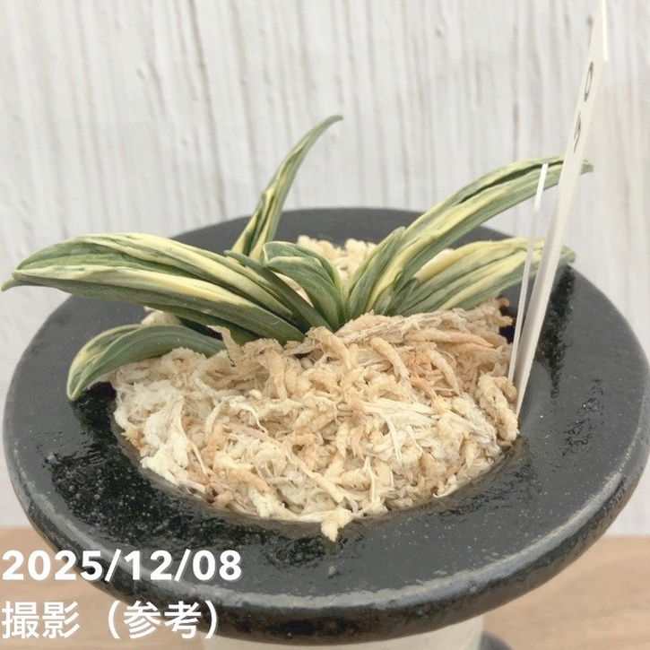 現品お届け】豊明園 万年青 オモト 瑞泉 陶器鉢（O17）｜観葉10-TU